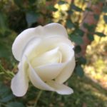 IMG_2074